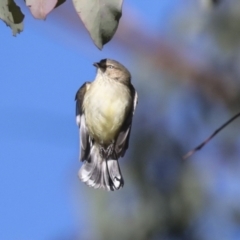 Smicrornis brevirostris at Higgins, ACT - 27 Jun 2021