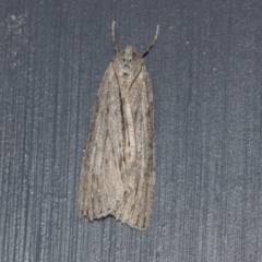 Chlenias banksiaria group (A Geometer moth) at Higgins, ACT - 27 Jun 2021 by AlisonMilton