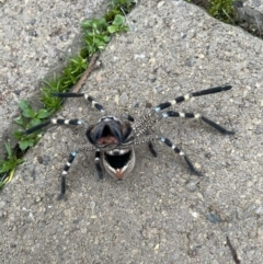 Neosparassus calligaster (Beautiful Badge Huntsman) at Hackett, ACT - 27 Jun 2021 by cmobbs