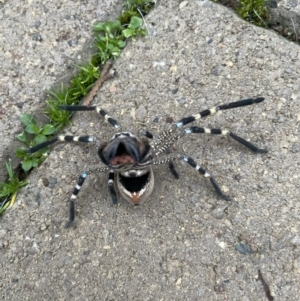 Neosparassus calligaster at Hackett, ACT - 27 Jun 2021