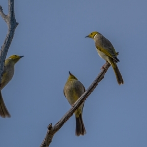 Ptilotula penicillata at Gunning, NSW - 19 Jun 2021