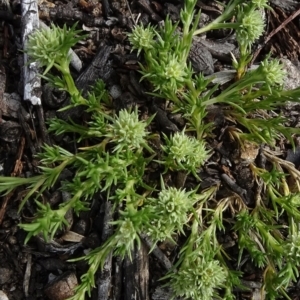 Scleranthus diander at Cooma, NSW - 13 Nov 2020