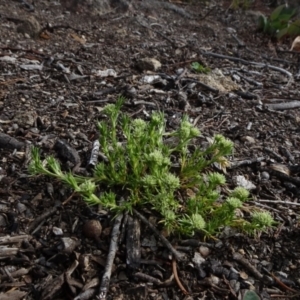 Scleranthus diander at Cooma, NSW - 13 Nov 2020