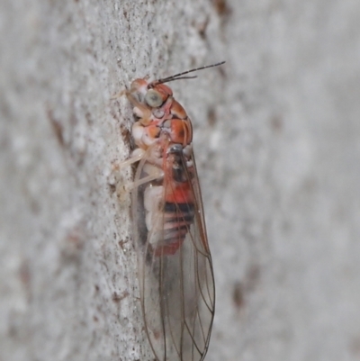 Psyllidae sp. (family) (Unidentified psyllid or lerp insect) at ANBG - 27 Jun 2021 by TimL