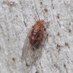 Psyllidae sp. (family) at Downer, ACT - 27 Jun 2021 12:09 PM