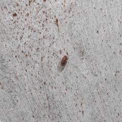 Psyllidae sp. (family) at Downer, ACT - 27 Jun 2021 12:09 PM