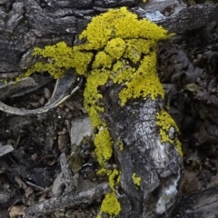 Unidentified Lichen at Cooma, NSW - 13 Nov 2020 by JanetRussell