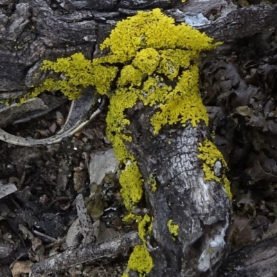 Unverified Lichen at Cooma, NSW - 13 Nov 2020 by JanetRussell