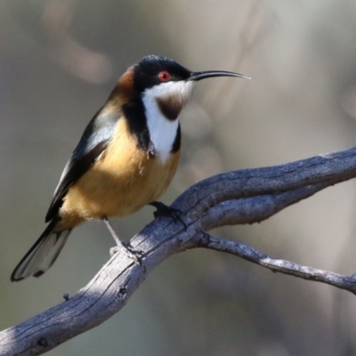 Acanthorhynchus tenuirostris (Eastern Spinebill) at Conder, ACT - 27 Jun 2021 by RodDeb