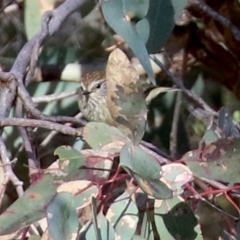 Acanthiza lineata (Striated Thornbill) at Conder, ACT - 27 Jun 2021 by RodDeb
