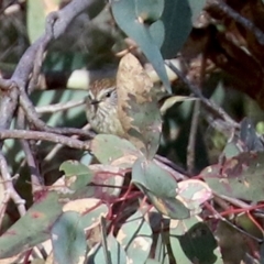 Acanthiza lineata (Striated Thornbill) at Tuggeranong Hill - 27 Jun 2021 by RodDeb