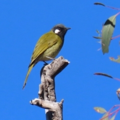 Nesoptilotis leucotis (White-eared Honeyeater) at Tuggeranong Hill - 27 Jun 2021 by RodDeb