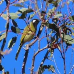 Nesoptilotis leucotis at Conder, ACT - 27 Jun 2021