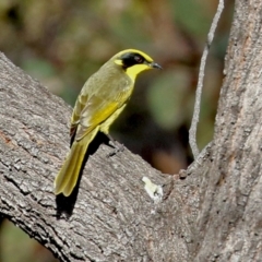 Lichenostomus melanops (Yellow-tufted Honeyeater) at Conder, ACT - 27 Jun 2021 by RodDeb