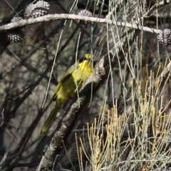 Lichenostomus melanops at Conder, ACT - 27 Jun 2021