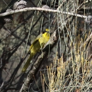 Lichenostomus melanops at Conder, ACT - 27 Jun 2021