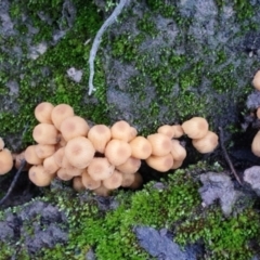 Coprinellus micaceus group at Cook, ACT - 27 Jun 2021 by drakes