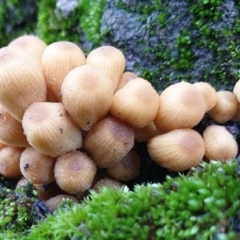 Coprinellus micaceus group at Cook, ACT - 27 Jun 2021