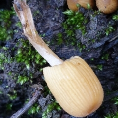 Coprinellus micaceus group at Cook, ACT - 27 Jun 2021 02:41 PM