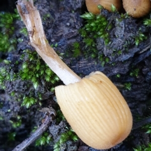 Coprinellus micaceus group at Cook, ACT - 27 Jun 2021 02:41 PM