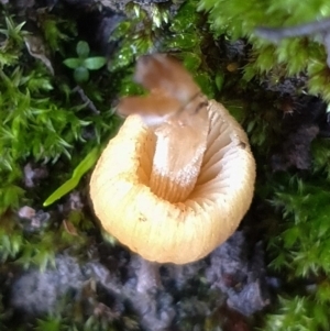 Coprinellus micaceus group at Cook, ACT - 27 Jun 2021 02:41 PM