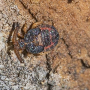 Aradellus cygnalis at Googong, NSW - 27 Jun 2021