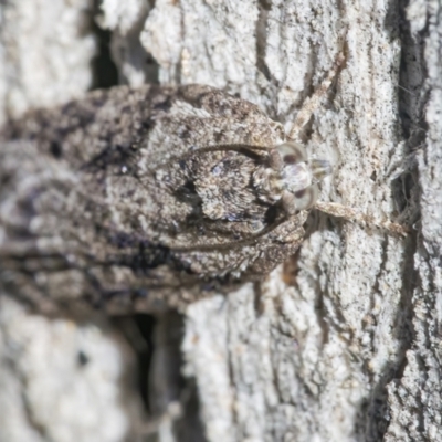 Tortricinae (subfamily) (A tortrix moth) at QPRC LGA - 27 Jun 2021 by WHall