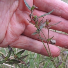 Opercularia hispida (Hairy Stinkweed) at Flea Bog Flat, Bruce - 11 Apr 2021 by michaelb