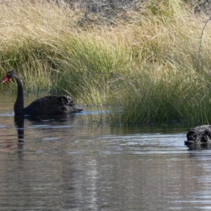 Cygnus atratus at Googong, NSW - 28 Jun 2021