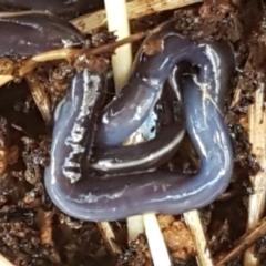Caenoplana coerulea (Blue Planarian, Blue Garden Flatworm) at The Pinnacle - 28 Jun 2021 by tpreston