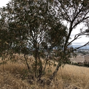 Eucalyptus leucoxylon at Hughes, ACT - 23 Jun 2021