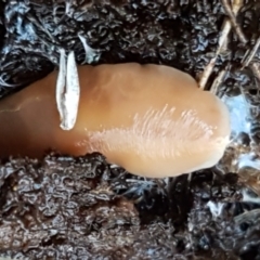 Australoplana alba (A flatworm) at The Pinnacle - 28 Jun 2021 by tpreston