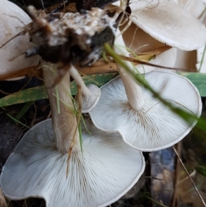 Clitocybe s. l. at Weetangera, ACT - 28 Jun 2021