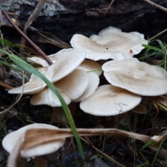 Clitocybe s. l. at Weetangera, ACT - 28 Jun 2021