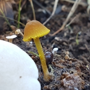 Hygrocybe sp. at Weetangera, ACT - 28 Jun 2021