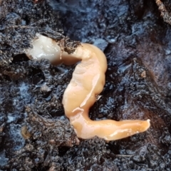 Australoplana alba (A flatworm) at Weetangera, ACT - 28 Jun 2021 by trevorpreston