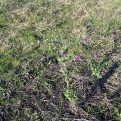 Echium plantagineum (Paterson's Curse) at Table Top, NSW - 28 Jun 2021 by Darcy