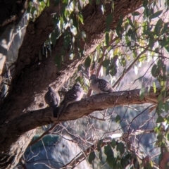 Geopelia placida (Peaceful Dove) at Table Top, NSW - 28 Jun 2021 by Darcy