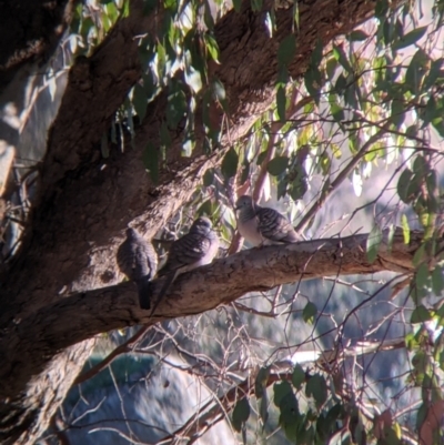 Geopelia placida (Peaceful Dove) at Table Top, NSW - 28 Jun 2021 by Darcy