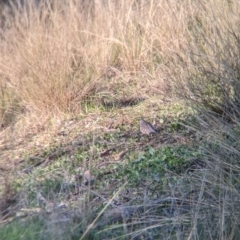 Geopelia placida (Peaceful Dove) at Table Top, NSW - 28 Jun 2021 by Darcy