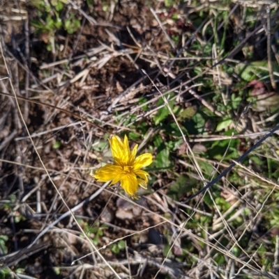 Hypochaeris radicata (Cat's Ear, Flatweed) at Table Top, NSW - 28 Jun 2021 by Darcy