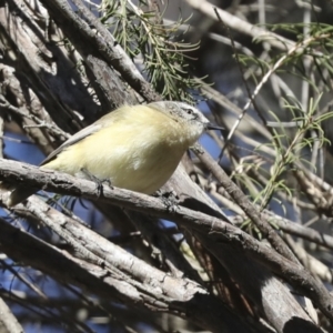 Acanthiza chrysorrhoa at Higgins, ACT - 27 Jun 2021