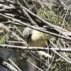 Acanthiza chrysorrhoa at Higgins, ACT - 27 Jun 2021