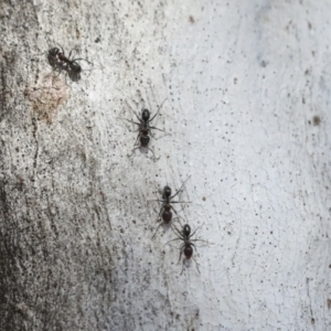 Iridomyrmex sp. (genus) at Higgins, ACT - 27 Jun 2021