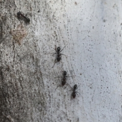 Iridomyrmex sp. (genus) at Higgins, ACT - 27 Jun 2021