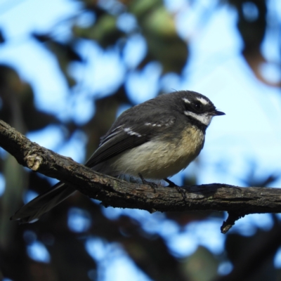 Rhipidura albiscapa (Grey Fantail) at Acton, ACT - 27 Jun 2021 by MatthewFrawley