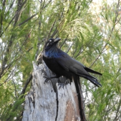Corvus coronoides (Australian Raven) at Acton, ACT - 27 Jun 2021 by MatthewFrawley