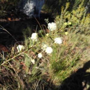 Acacia genistifolia at Acton, ACT - 27 Jun 2021