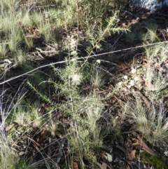 Acacia genistifolia at Acton, ACT - 27 Jun 2021