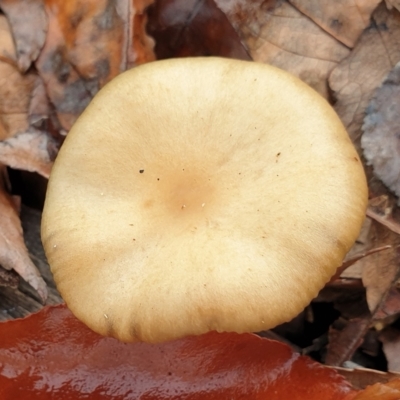 Psilocybe sp. at Cook, ACT - 27 Jun 2021 by drakes